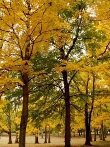 Photo of Trees